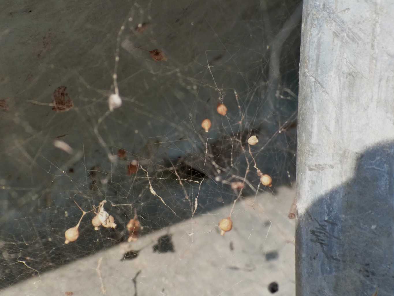 Gli astuti Argyrodes